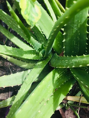 Gel aloe vera 100 - di, puro